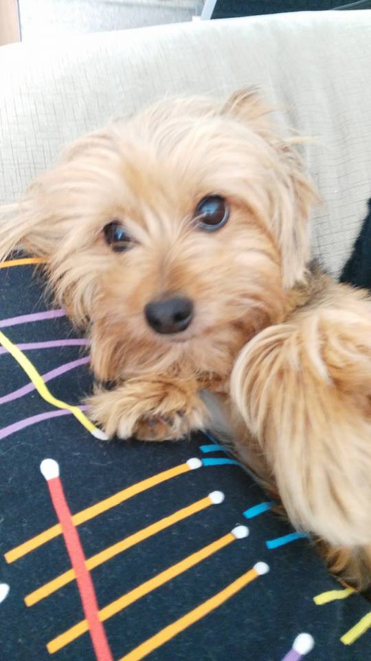dora