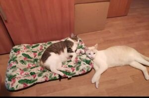 gatos4